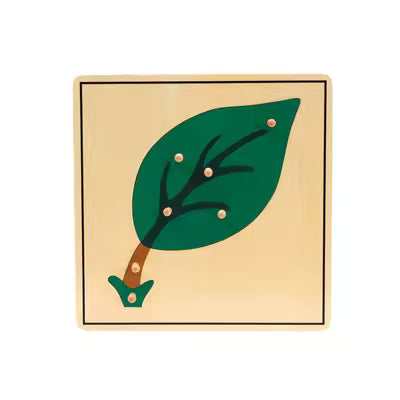 Montessori Botany Cabinet