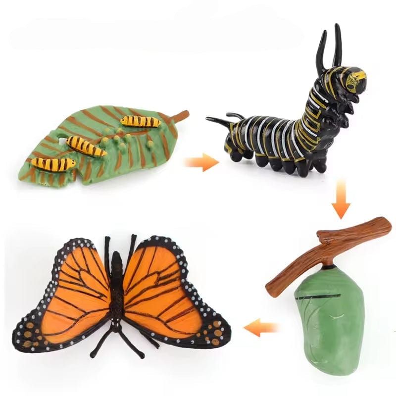 Butterfly Life Cycle Montessori