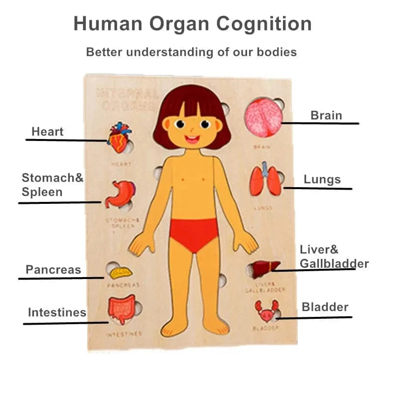 Human Body Puzzle Montessori