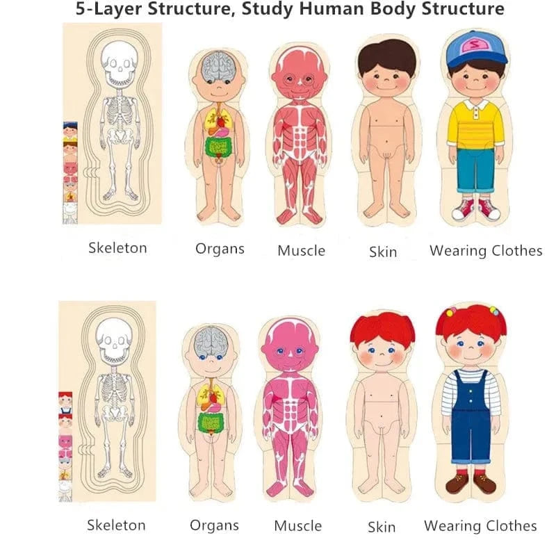 Human Body Puzzle Montessori