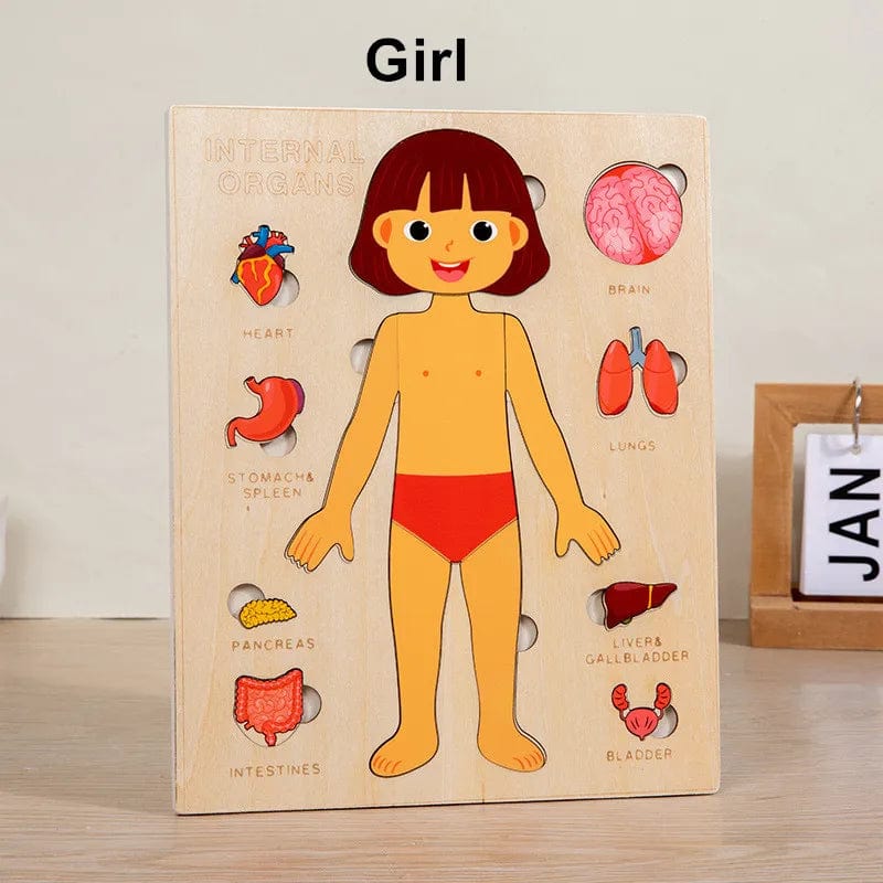 Human Body Puzzle Montessori