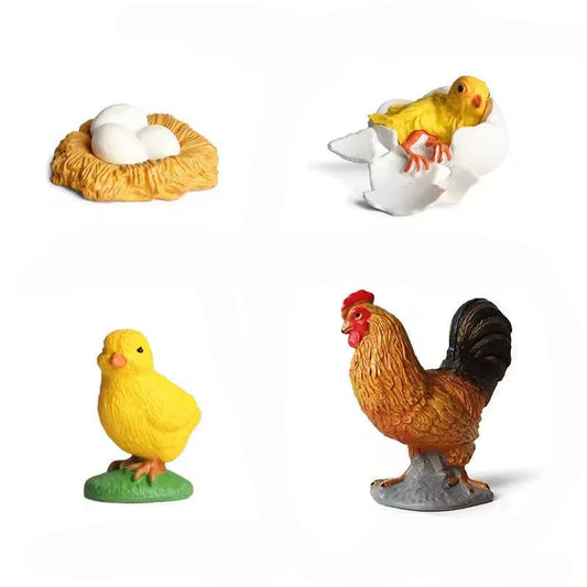Chicken Life Cycle Montessori