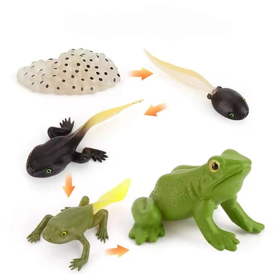 Frog Life Cycle Montessori