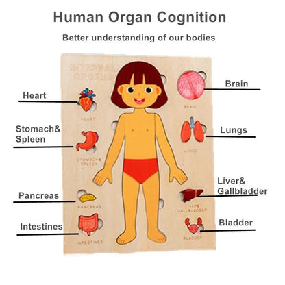 Human Body Puzzle Montessori