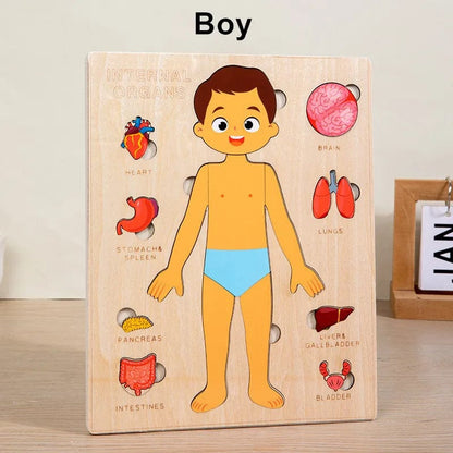 Human Body Puzzle Montessori