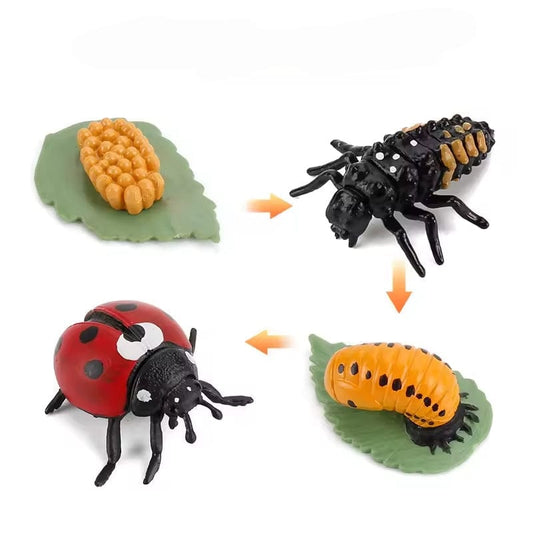 Ladybug Life Cycle Montessori